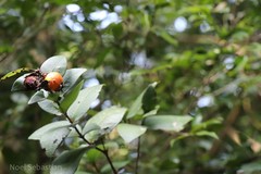 Eugenia singampattiana